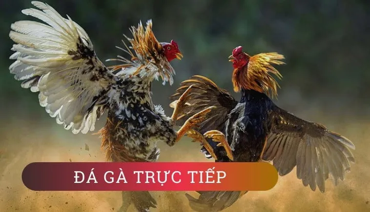 Hướng Dẫn Tham Gia Đá Gà WS168 Tại 123B Một Cách Hiệu Quả 2 Hướng Dẫn Tham Gia Đá Gà WS168 Tại 123B Một Cách Hiệu Quả
