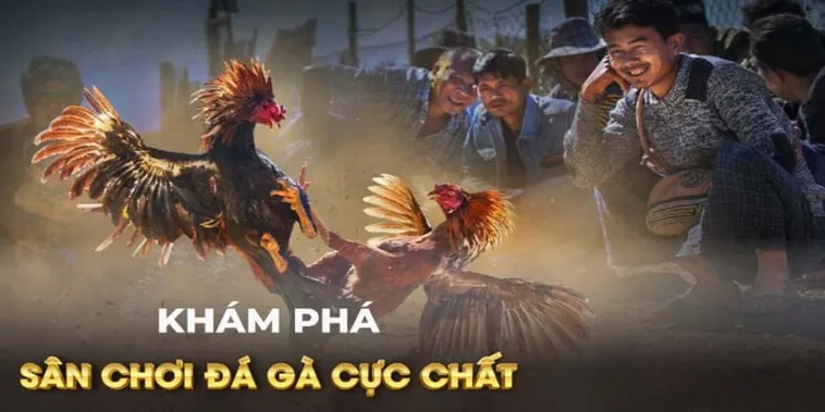 Khám Phá Cách Chơi Đá Gà GA28 Tại 123B Đầy Kịch Tính Hấp Dẫn 2 Khám Phá Cách Chơi Đá Gà GA28 Tại 123B Đầy Kịch Tính Hấp Dẫn